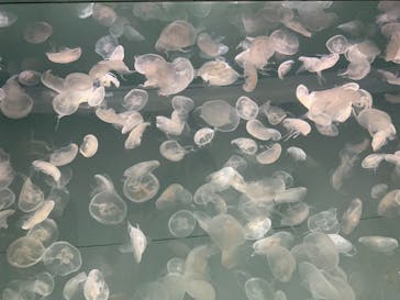 アクアワールド茨城県大洗水族館に投稿された画像（2022/3/20）