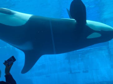 名古屋港水族館に投稿された画像（2022/3/20）