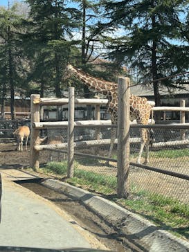 群馬サファリパークに投稿された画像（2022/3/20）