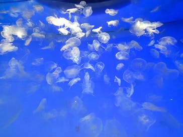 アクアワールド茨城県大洗水族館に投稿された画像（2022/3/20）