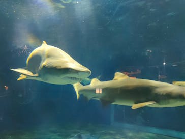 アクアワールド茨城県大洗水族館に投稿された画像（2022/3/20）