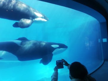 名古屋港水族館に投稿された画像（2022/3/20）
