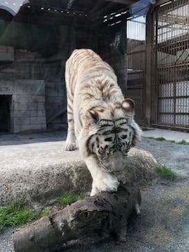 東武動物公園に投稿された画像（2022/3/21）
