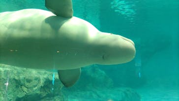 名古屋港水族館に投稿された画像（2022/3/21）