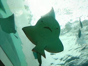 名古屋港水族館に投稿された画像（2022/3/21）