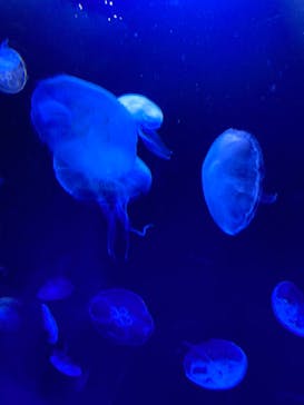 サンシャイン水族館に投稿された画像（2022/3/21）