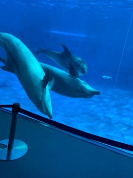 名古屋港水族館に投稿された画像（2022/3/21）