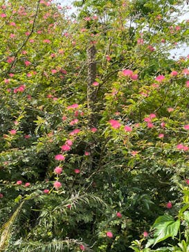 御菓子御殿　名護店　やんばる亜熱帯の森DINO恐竜PARKに投稿された画像（2022/3/21）