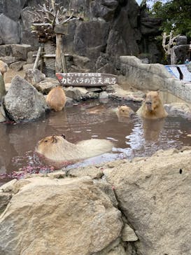 伊豆シャボテン動物公園に投稿された画像（2022/3/21）