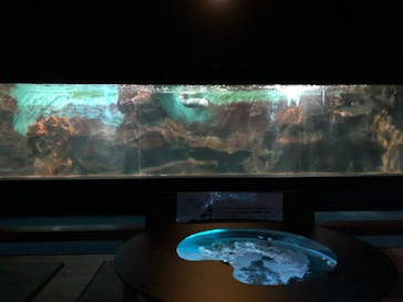 ゼロ距離水族館 伊勢シーパラダイスに投稿された画像（2022/3/21）