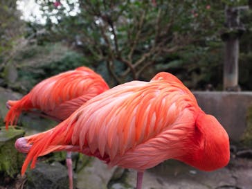 伊豆シャボテン動物公園に投稿された画像（2022/3/21）
