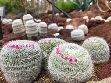 伊豆シャボテン動物公園に投稿された画像（2022/3/21）