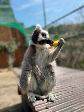 しろとり動物園に投稿された画像（2022/3/21）