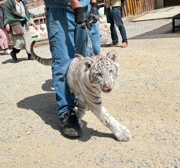 しろとり動物園に投稿された画像（2022/3/21）