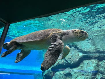 名古屋港水族館に投稿された画像（2022/3/21）