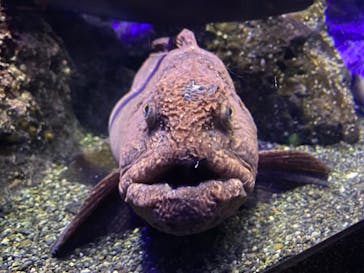 新江ノ島水族館に投稿された画像（2022/3/21）