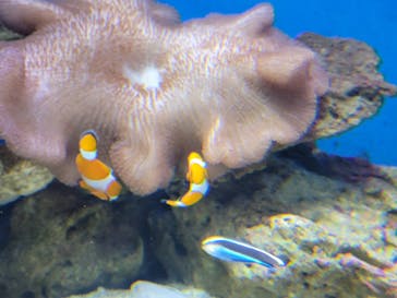 新江ノ島水族館に投稿された画像（2022/3/21）