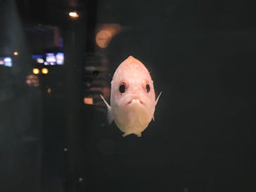 新江ノ島水族館に投稿された画像（2022/3/21）