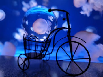 新江ノ島水族館に投稿された画像（2022/3/21）