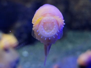 新江ノ島水族館に投稿された画像（2022/3/21）