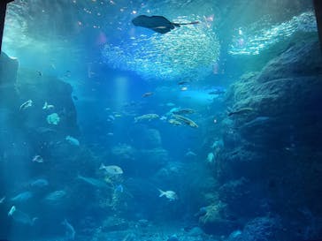 新江ノ島水族館に投稿された画像（2022/3/21）