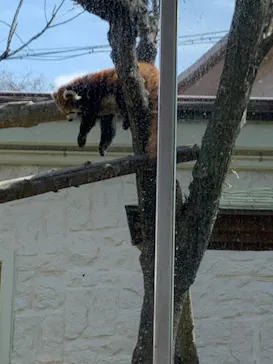 天王寺動物園に投稿された画像（2022/3/21）