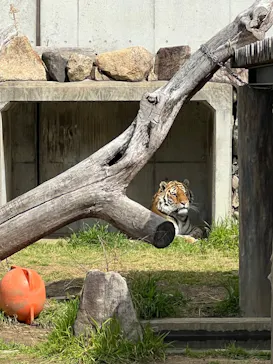 天王寺動物園に投稿された画像（2022/3/21）