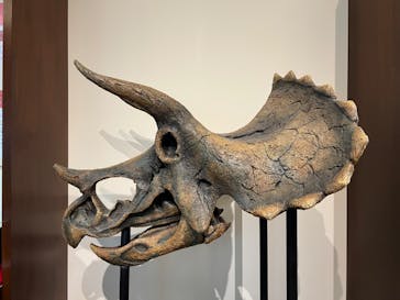 国立科学博物館　特別企画展「ポケモン化石博物館」に投稿された画像（2022/3/21）