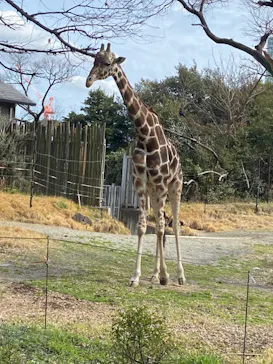 天王寺動物園に投稿された画像（2022/3/21）