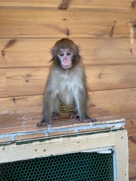 おさるランド＆アニタウン　日光さる軍団劇場に投稿された画像（2022/3/21）