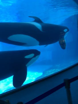 名古屋港水族館に投稿された画像（2022/3/21）
