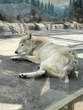 天王寺動物園に投稿された画像（2022/3/21）