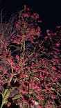 NAKED FLOWERS 2022 -桜- 世界遺産・二条城に投稿された画像（2022/3/21）