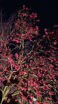 NAKED FLOWERS 2022 -桜- 世界遺産・二条城に投稿された画像（2022/3/21）