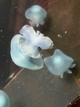 越前松島水族館に投稿された画像（2022/3/21）