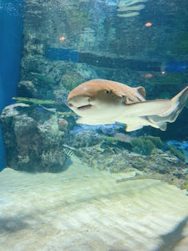 マクセル アクアパーク品川に投稿された画像（2022/3/21）