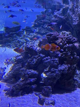 マクセル アクアパーク品川に投稿された画像（2022/3/21）