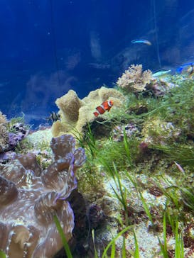 名古屋港水族館に投稿された画像（2022/3/21）