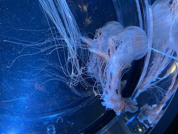 名古屋港水族館に投稿された画像（2022/3/21）