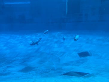 名古屋港水族館に投稿された画像（2022/3/21）