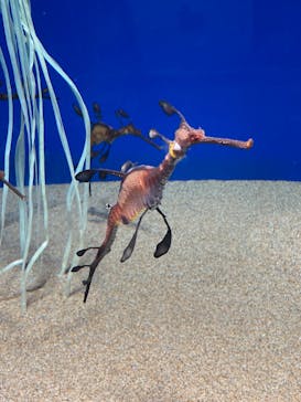 サンシャイン水族館に投稿された画像（2022/3/21）