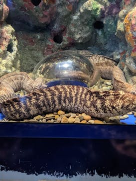 伊豆・三津シーパラダイスに投稿された画像（2022/3/21）