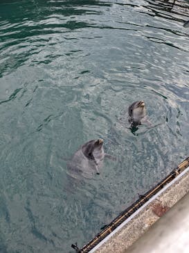 伊豆・三津シーパラダイスに投稿された画像（2022/3/21）