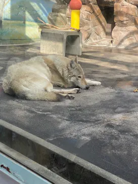 天王寺動物園に投稿された画像（2022/3/21）