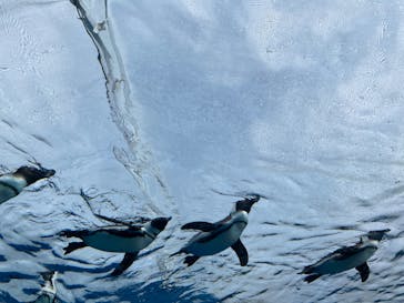 サンシャイン水族館に投稿された画像（2022/3/21）
