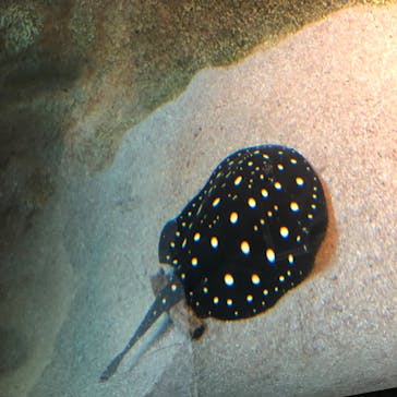 カワスイ 川崎⽔族館に投稿された画像（2022/3/21）