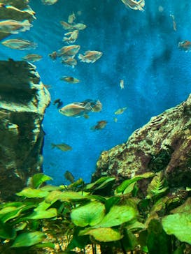 サンシャイン水族館に投稿された画像（2022/3/21）