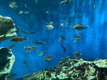 サンシャイン水族館に投稿された画像（2022/3/21）