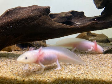 サンシャイン水族館に投稿された画像（2022/3/21）