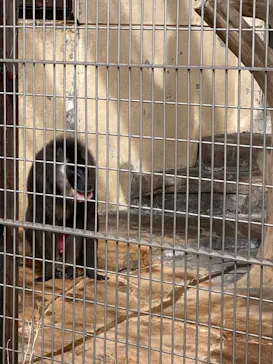 天王寺動物園に投稿された画像（2022/3/21）